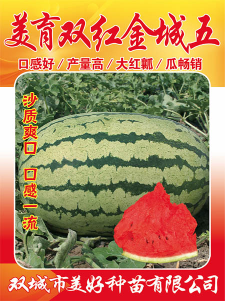 ˫